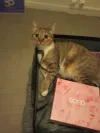 pet-image
