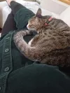 pet-image