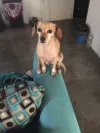 pet-image