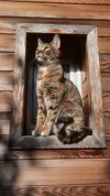 pet-image
