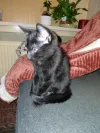 pet-image