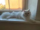 pet-image