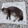 pet-image