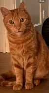 pet-image