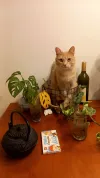 pet-image