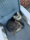 pet-image