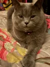 pet-image