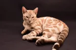 pet-image