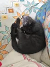 pet-image