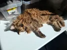 pet-image