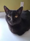 pet-image