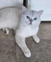pet-image
