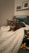 pet-image