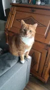 pet-image