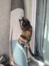 pet-image