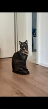 pet-image