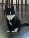 pet-image