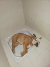pet-image