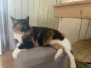 pet-image