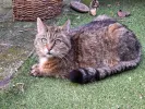 pet-image