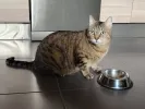 pet-image