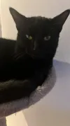 pet-image