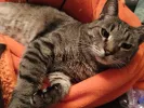 pet-image