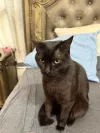 pet-image