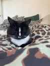 pet-image