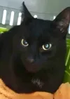 pet-image