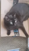 pet-image