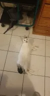 pet-image