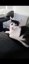 pet-image