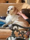 pet-image