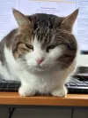 pet-image
