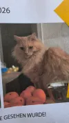 pet-image