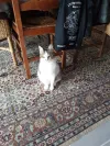 pet-image