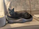 pet-image