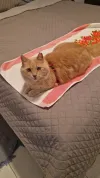 pet-image