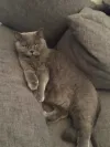 pet-image
