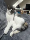 pet-image