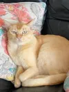 pet-image
