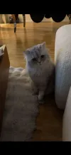 pet-image
