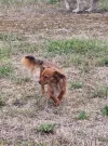 pet-image