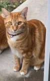 pet-image