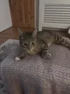 pet-image