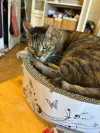 pet-image