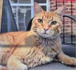 pet-image