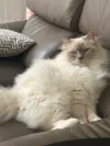 pet-image
