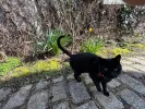 pet-image